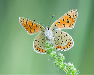 Lycaena phlaeas