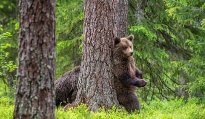 Brown bear stands on its hind legs by a tree in a summer forest. Scientific name: Ursus Arctos (...
