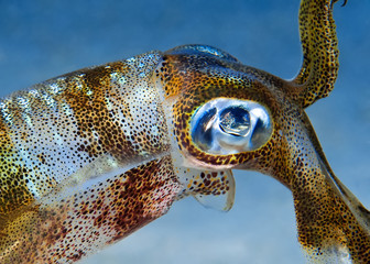 Big fin squid
