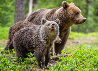 Obraz premium She-bear and cubs in the summer forest. Natural Habitat. Brown bear, scientific name: Ursus arctos. Summer season.