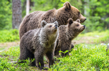 Obraz premium She-bear and cubs in the summer forest. Natural Habitat. Brown bear, scientific name: Ursus arctos. Summer season.