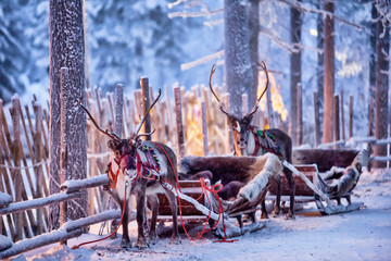 Reindeer with sledge in winter forest in Rovaniemi, Lapland, Finland - obrazy, fototapety, plakaty