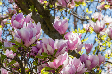 Magnolia Tree Springtime