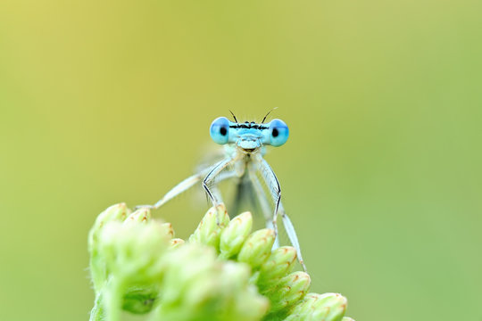 Odonata dragonfly
