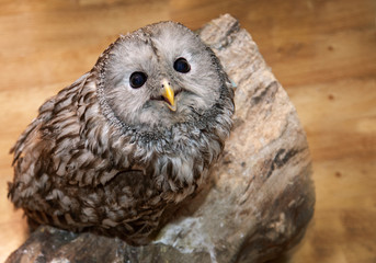 Live owl indoors, expressive look, close-up.