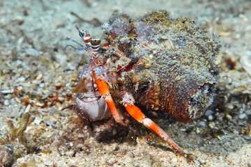 Hermit crab on the beach