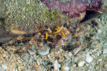 Hermit crab on coral reef