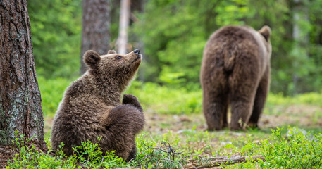 Cubs of Brown Bear in the  summer forest. Green natural background. Natural habitat. Scientific name: Ursus arctos.