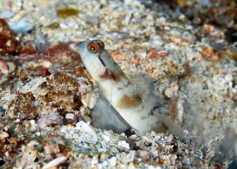 Shrimp goby fish