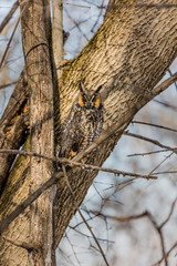 Long eared owl resting during midwinter.