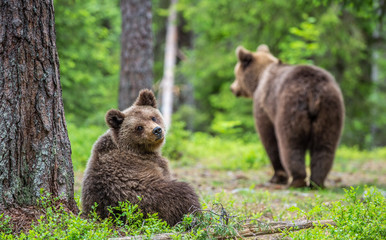 Obraz premium Cubs of Brown Bear in the summer forest. Green natural background. Natural habitat. Scientific name: Ursus arctos.