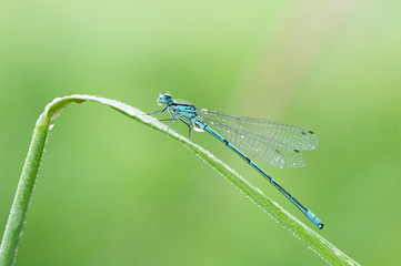 Odonata dragonfly