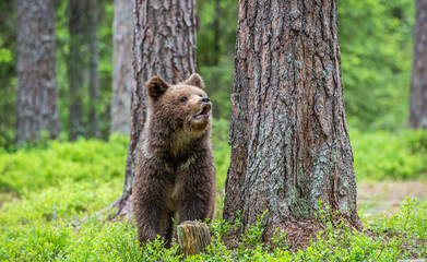 Fototapeta na wymiar Juvenile Brown Bear in the summer forest. Green forest natural background. Scientific name: Ursus arctos. Natural habitat.