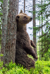 Naklejka na ściany i meble Brown bear stands on its hind legs by a tree in a summer forest. Scientific name: Ursus Arctos ( Brown Bear). Green natural background. Natural habitat.