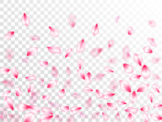 Spring blossom isolated petals flying