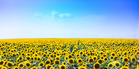 Obraz premium Sunflowers field lit by the sun