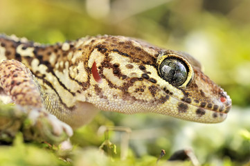 Paroedura picta 