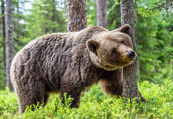 Obraz premium Big Brown bear in the summer forest. Green forest natural background. Scientific name: Ursus arctos. Natural habitat. Summer season.