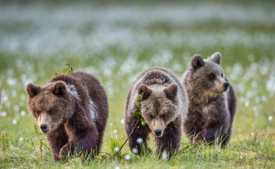 Cubs of brown bear in te summer forest. Natural habitat. Scientific name: Ursus Arctos Arctos....