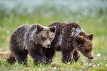 Obraz premium Cubs of brown bear in te summer forest. Natural habitat. Scientific name: Ursus Arctos Arctos. Summer green forest background.