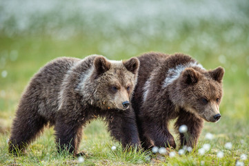 Fototapeta premium Cubs of brown bear in te summer forest. Natural habitat. Scientific name: Ursus Arctos Arctos. Summer green forest background.
