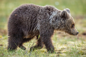 Juvenile Brown Bear in the summer forest. Green forest natural background. Scientific name: Ursus...