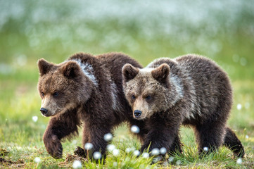 Fototapeta premium Cubs of brown bear in te summer forest. Natural habitat. Scientific name: Ursus Arctos Arctos. Summer green forest background.