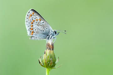 Phengaris