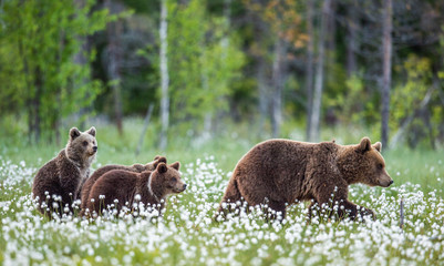 She-bear and cubs. Brown Bears in the forest at summer time among white flowers. Scientific name: Ursus arctos. Natural habitat.