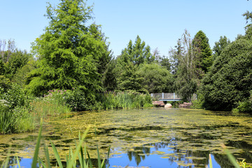 A small blue bridge over algae covered pond. Summer sun and blue sky