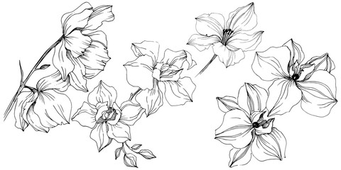 Vector orchid flowers. Floral botanical flower. Isolated illustration element.