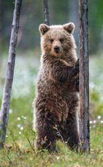 Brown bear stands on its hind legs by a tree in a summer forest. Ursus Arctos ( Brown Bear). Green natural background.