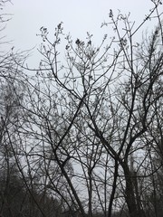 silhouette of tree with blue sky in background