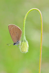 Polyommatus semiargus
