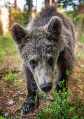 Fototapeta premium Wild brown bear cub looking at camera close-up wide angle. Cub of Brown Bear in the summer forest. Natural habitat. Scientific name: Ursus arctos.