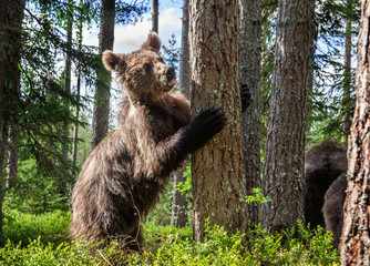 Brown bear stands on its hind legs by a tree in a summer forest. Ursus Arctos ( Brown Bear). Green...