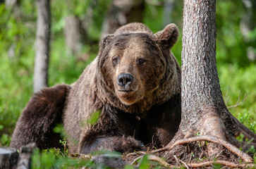 Obraz na płótnie Canvas Close up portrait of Brown bear in the summer forest. Green forest natural background. Scientific name: Ursus arctos. Natural habitat.