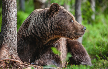 Close up portrait of Brown bear in the summer forest. Green forest natural background. Scientific name: Ursus arctos. Natural habitat.