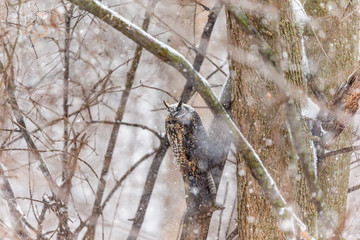 Long eared owl resting during midwinter.