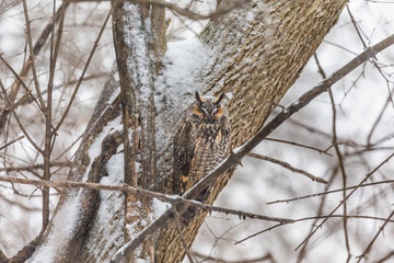 Long eared owl resting during midwinter.
