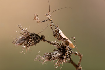 Sibylla pretiosa 