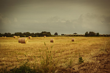 Escena rural Puglia Italia