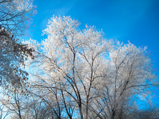 Winter forest scene with trees bushes shrubs covered with snow blue sky. Magical tranquil atmosphere Christmas New years card template with copy space