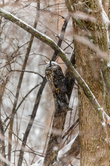 Long eared owl resting during midwinter.