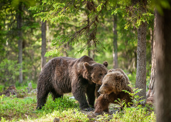 Wild adult Brown Bears in the summer forest.  Natural habitat. Scientific name: Ursus arctos.