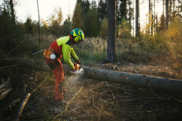 Logger man cutting a tree with chainsaw. Lumberjack working with chainsaw during a nice sunny day. Tree and nature. People at work. - 301370320
