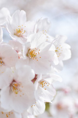 Naklejka na ściany i meble Cherry blossom, spring has come