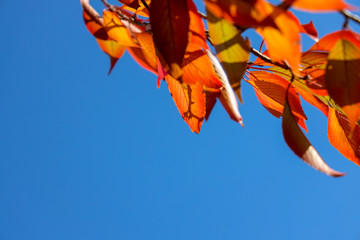 京都ぶらり、疎水あたりでモミジ紅葉