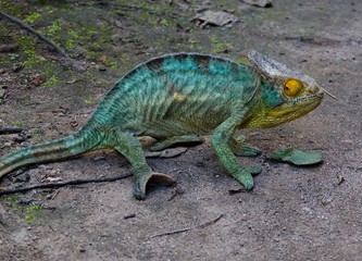 portrait of Parson's chameleon aka Calumma parsonii in Andasibe-Mantadia National Park, Madagascar