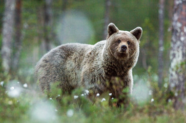 Brown bear in the forest  among white flowers. Summer season. Natural habitat.
